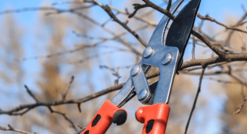 Minden fontos tudnivaló a télen elvégzett metszésről