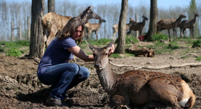 Harminchárom éves lett a Bőszénfai Szarvasfarm