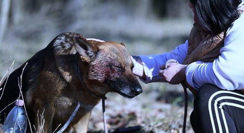 Hamarosan új életet kezdhet Mázli, a Jánoshalmán megkínzott kutya