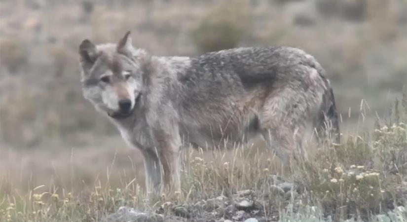 Karácsonykor gyilkolták meg riválisai a Yellowstone farkasainak királynőjét