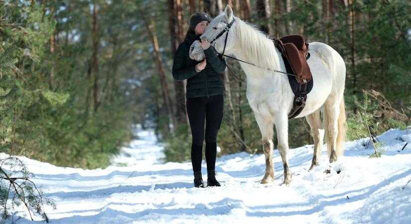 Adhatjuk-e az elaggott karácsonyfát a lovaknak?