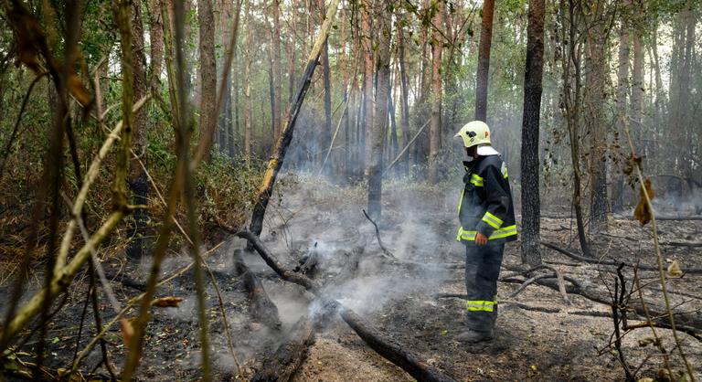 Vissza a jövőbe: magyar erdészek okos lépései a pusztító erdőtüzek ellen