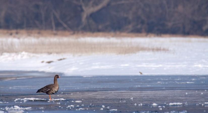 Gazdag madárvilág telel a Körös-Maros Nemzeti Park vizes élőhelyein