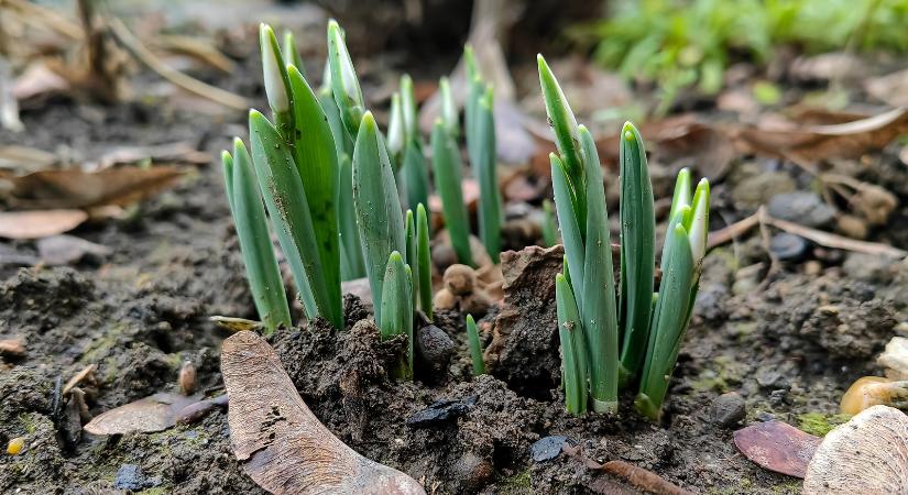 Nap képe: kibújtak a hóvirágok Vásárhelyen