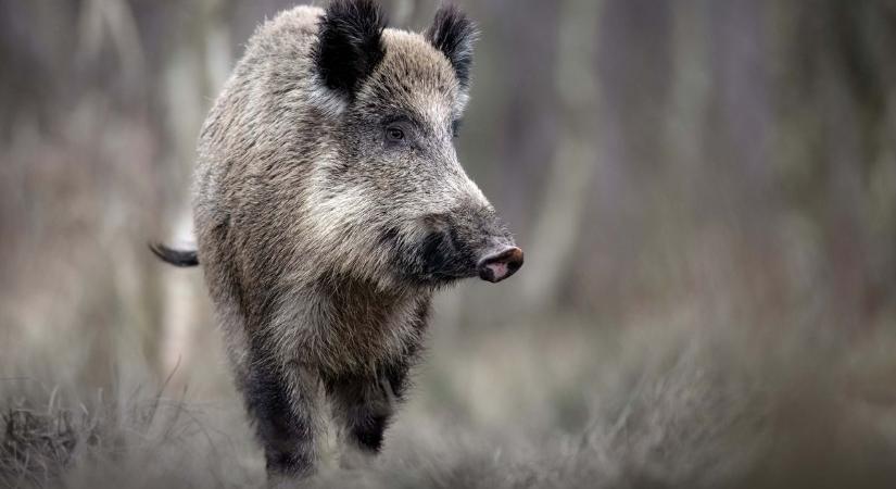 Itt a kilövési engedély a városban elszaporodó vadak miatt