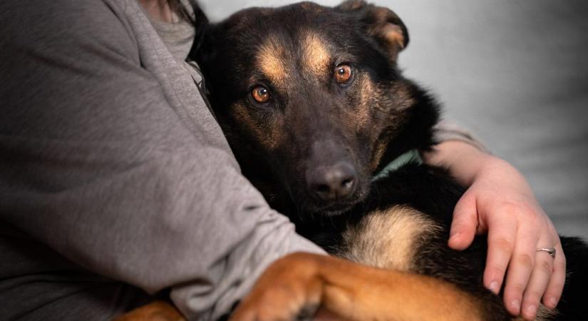 Megérzik a kutyák, ha stresszes a gazdájuk