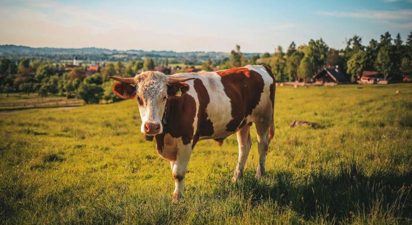 Jelenleg ez a kérdés kergeti őrületbe a netezőket: te tudod a helyes választ?