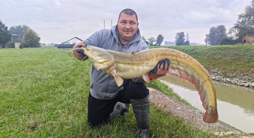 Nem lesz nyugtuk a harcsáknak