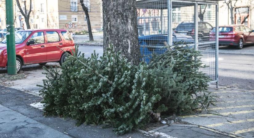 Ebben az időpontban gyűjtik be a fenyőfákat ezen a hajdú-bihari településen