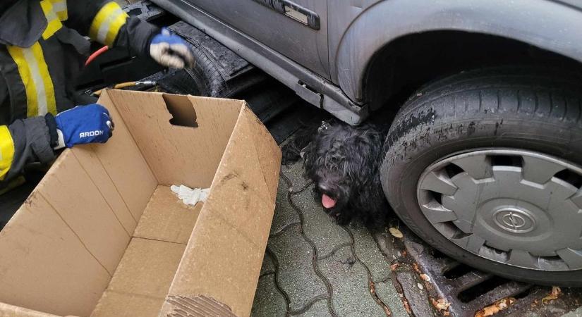 A hősök nem csak mentik, néha örökbe is fogadják a cukiságokat