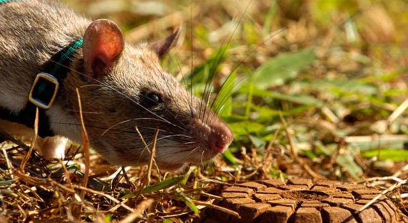Patkányokkal kerestetik a taposóaknákat és a tuberkulózist