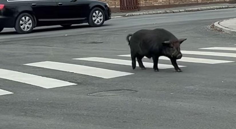 Malac a pácban – Már biztonságban van az eltévedt jószág – Videó