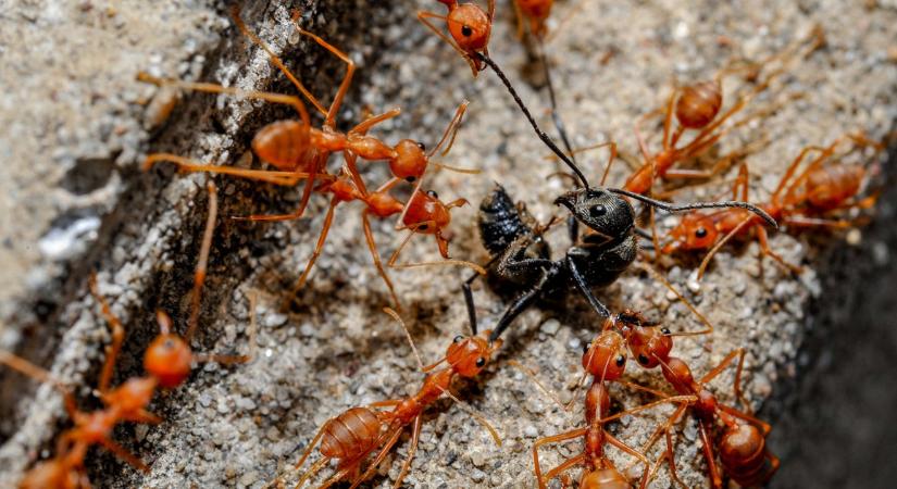 Elképesztő dolog derült ki a hangyák haragjáról