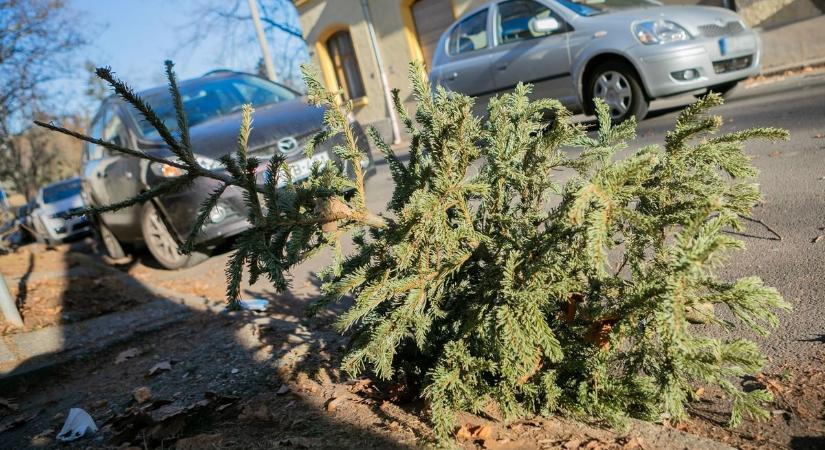 Így szállítják el a díszeit vesztett karácsonyfákat