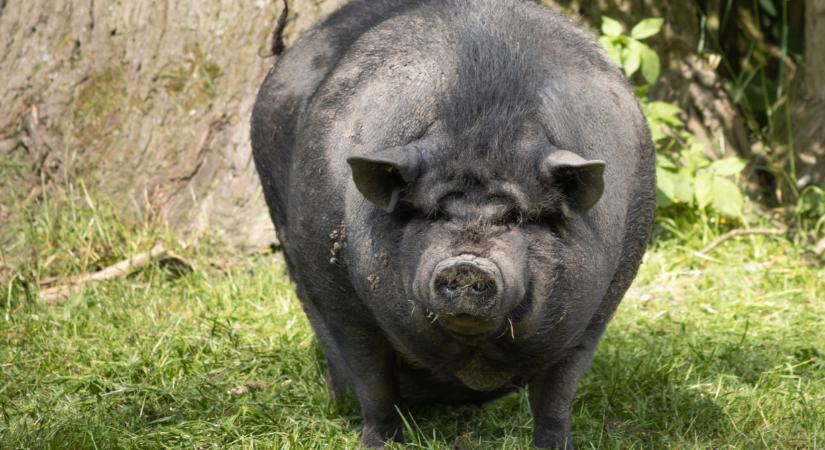 Győr új szenzációja: fekete malacot fotóztak a Lidl parkolóban - Gazdáját keresik!