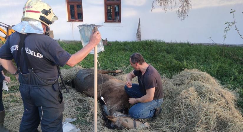 Lovat is mentettek már a tűzoltók Szegeden