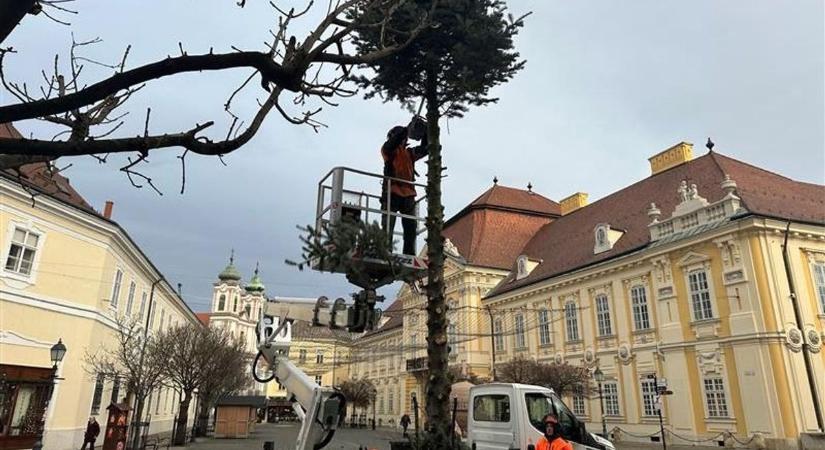 Székesfehérvár: Kiderült, milyen sors vár a város karácsonyfájára? (videó, galéria!)