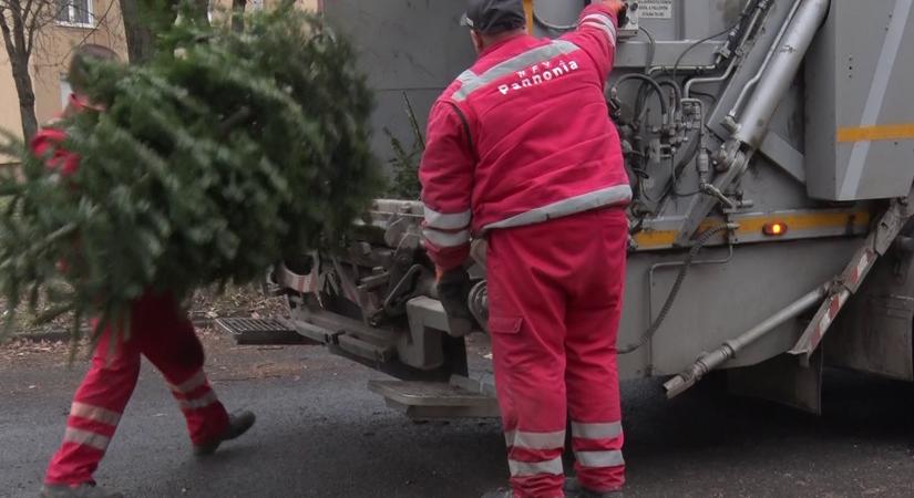 Menetrendszerűen szállítja a szolgáltató a kidobott karácsonyfákat