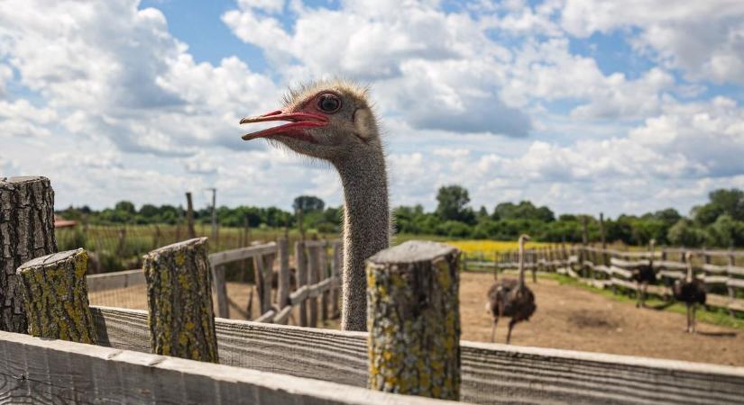 Fontos döntést hoztak meg, ezért kell felszámolni a hajdú-bihari struccfarmot