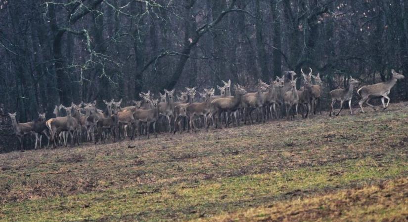 Szarvasrudlik: Nem jókedvükben rohannak át az úttesten