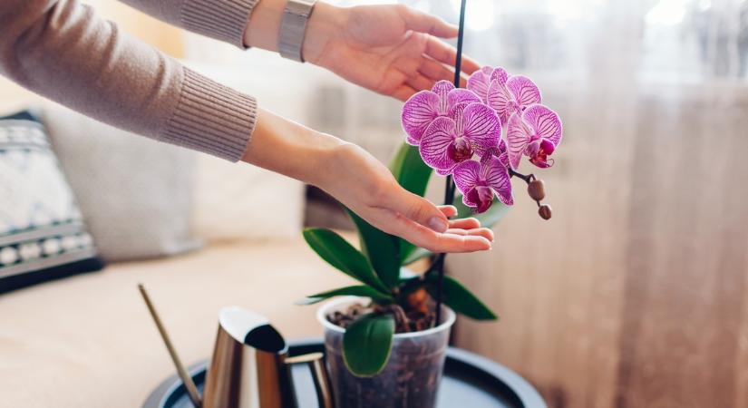 Íme a tökéletes módszer! Így lesz neked is csodálatos orchideád