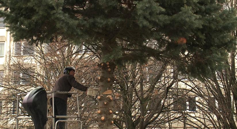 Lebontották Debrecen karácsonyfáját – fotókkal, videóval