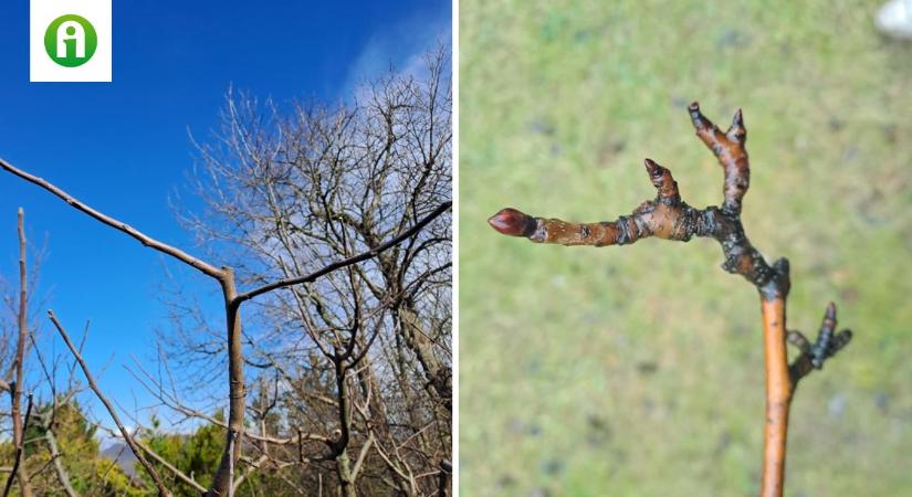 Almafa metszése: részletes tanácsok a szakértőtől