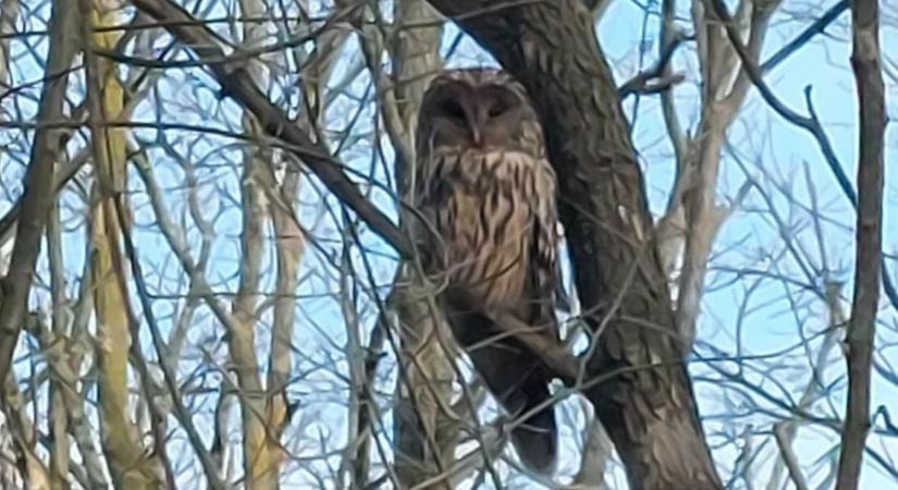 Egy természetjáró vette észre a szolnoki parkerdőben, hogy valami különös állat ül egy fán – videóval