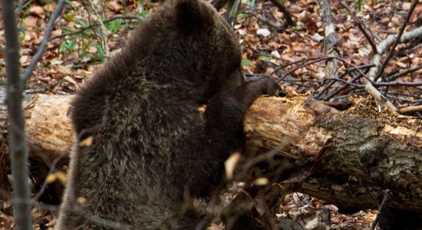 Sikeres védekezés: Tavaly Tusnádfürdőn nem jelentettek medvék okozta károkat