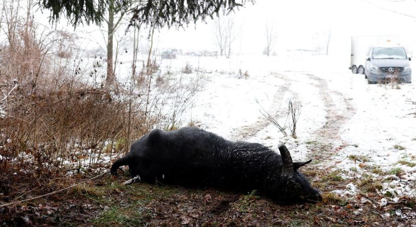 Veszélyben a szarvasmarhák: újabb halálos járvány robbant ki Németországban