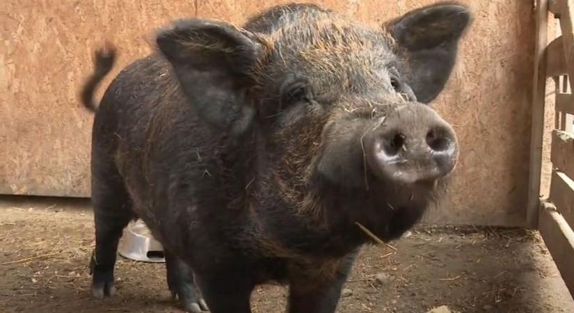 Győri állatkert fogadta be - Bálint Mihály utcában kóborló malac várja gazdáját