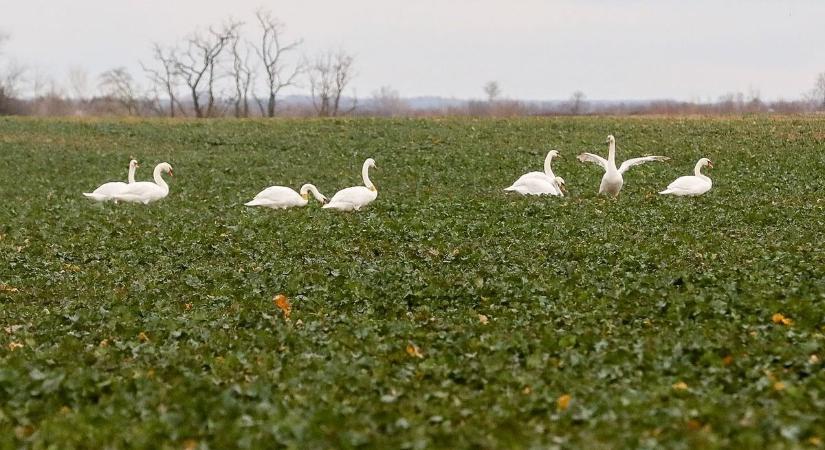 Hattyúk gyülekeznek Rábapaty és Zsédeny között - Vajon miért?