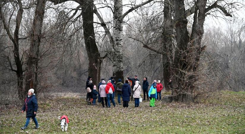 Rejtélyes jelekre bukkantak a szolnoki Tisza parton álló fákon két iskola közelében