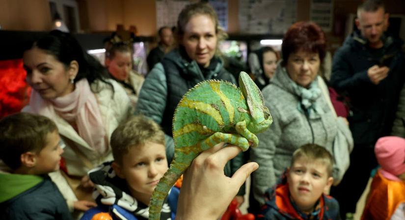 Hatvan kisállat született a Miskolci Állatkertben, köztük egy kacagójancsi