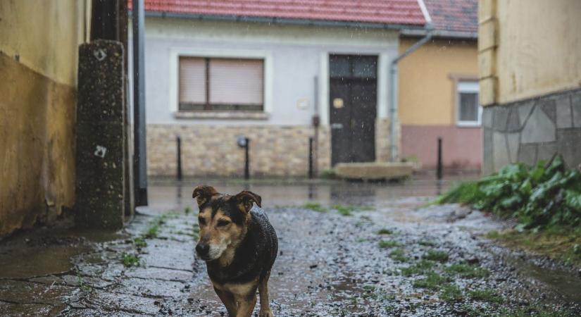 Egy csapat kóbor kutya támadt egy kisgyerekre Szekszárdon