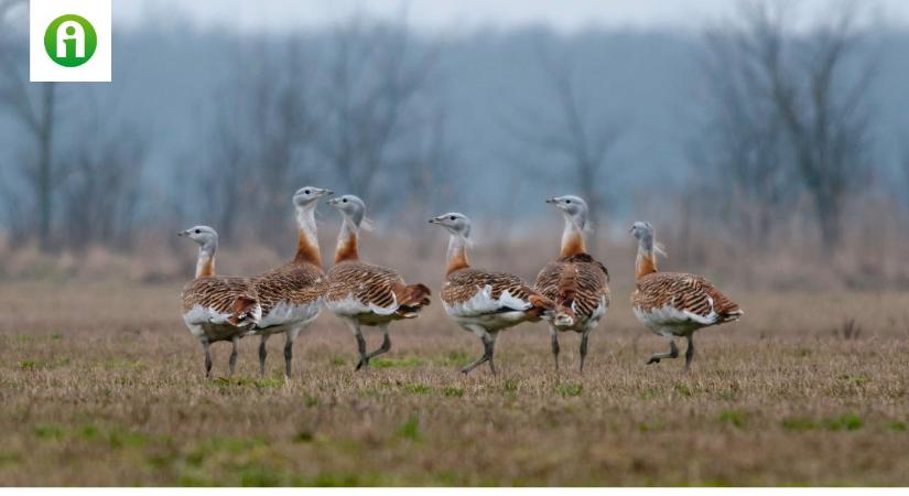 Jubileumot ünnepel a Kiskunsági Nemzeti Park – számos programmal várják az érdeklődőket