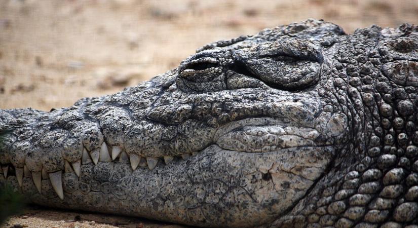 Gigantikus állat emelkedett ki a vízből, azt hitték dinoszauruszt látnak