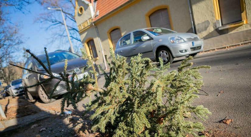 Hétfőn viszik el második körben a kidobott fenyőfákat Kisvárdán