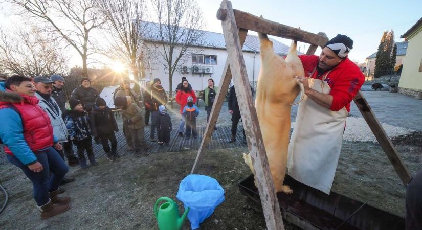 Disznóvágás: a fülétől a farkáig