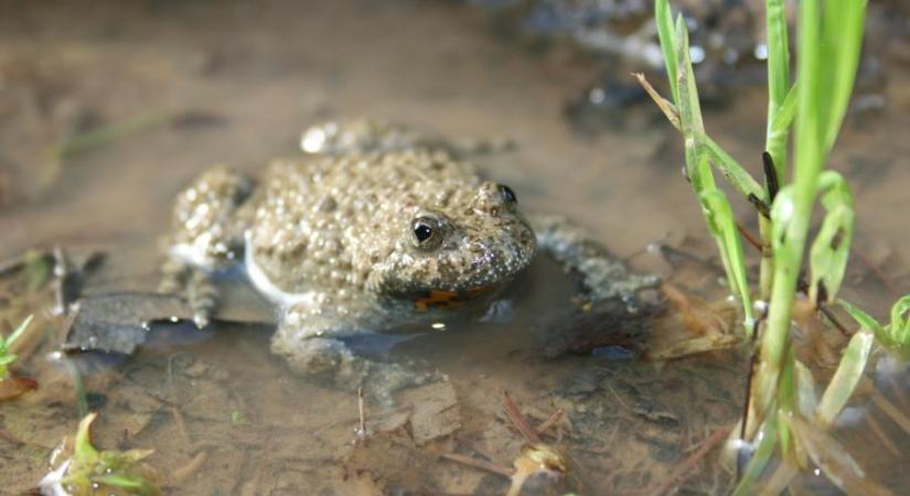 Az év kétéltűje: a sárgahasú unka