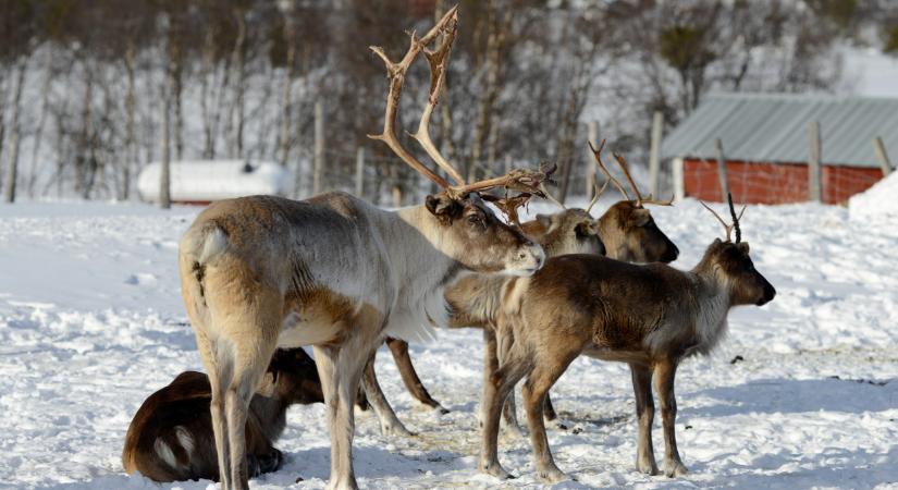 Rákaptak a gazdagok erre a húsra – egyre többen keresik világszerte