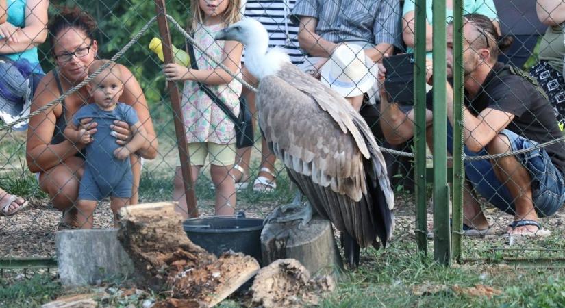 Idén is izgalmas programokkal várja vendégeit a Körösvölgyi Állatpark