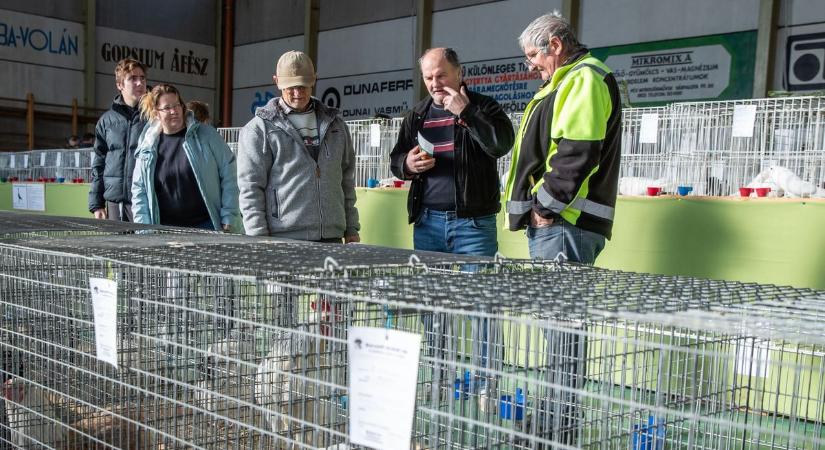 Százéves lett a székesfehérvári bukógalamb – Kisállatokkal ünnepeltek