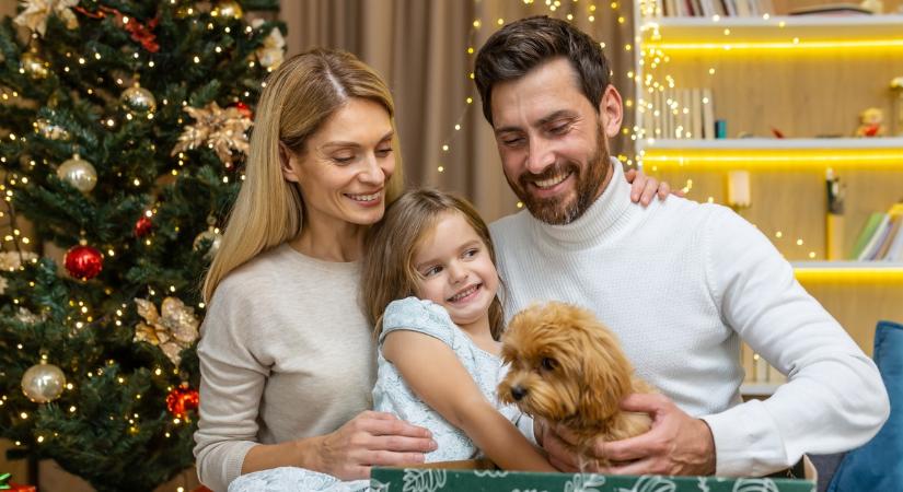 Felelősséggel jár az ajándékba kapott kisállat – Ha karácsonykor új családtag költözött a házba, ezekre figyeljen!