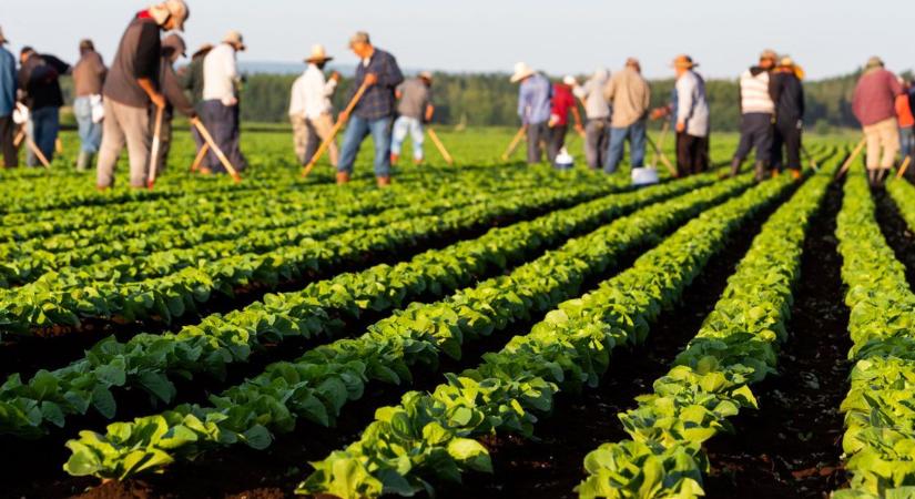 Ekkora fizetéseket kínálnak az agráriumban