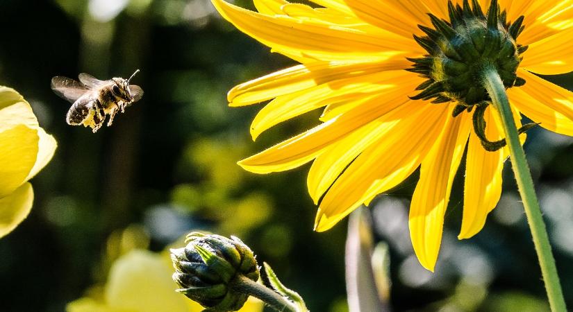 Nem minden beporzó tűri ugyan úgy a hőmérséklet változását