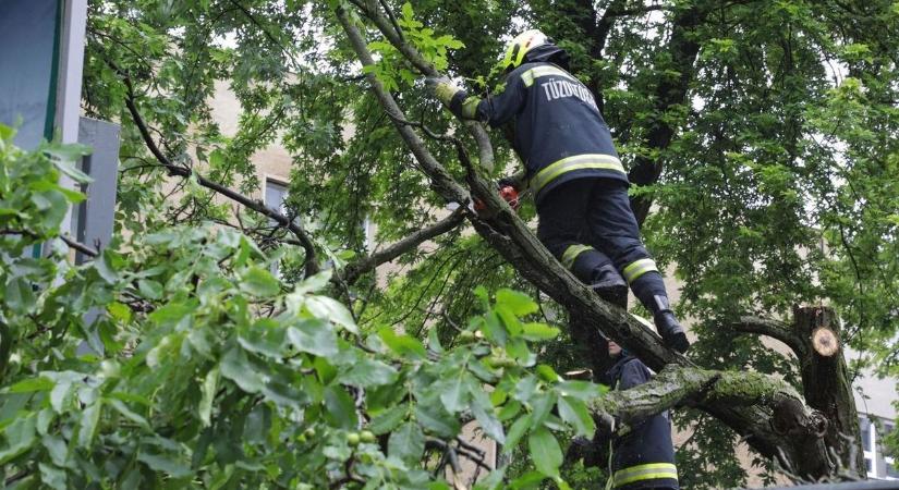 Kidobott karácsonyfa veszélyeztette a gyalogosokat Sárváron