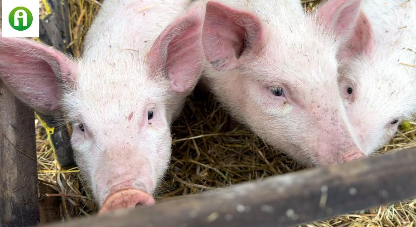 Szinte luxusban élnek ezek a disznók? Az állattartóknak is megéri