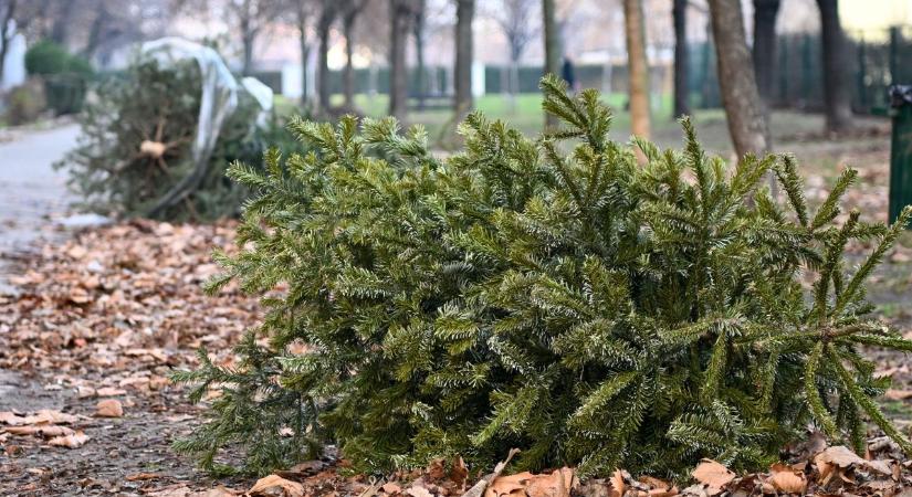 Látványos fotón mutatjuk, hova kerülnek és mi történik a Budapesten kidobott karácsonyfákkal