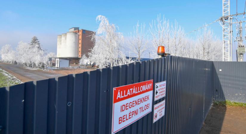 Madárinfluenza-vírus jelenlétét mutatták ki egy hajdú-bihari lúdtelepen